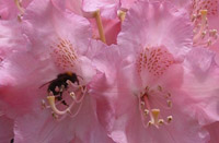 Blumenelfen - Filigrane Schönheit und Anmut