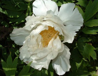 Blütenpracht einer weißen Pfingstrose