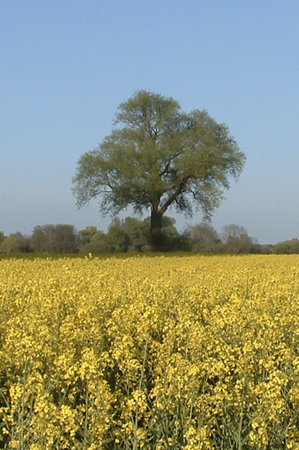 Baum in der Natur Baum in der Natur