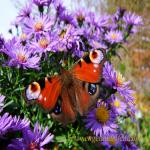images/gfx/tierbilder/Schmetterlinge/tagpfauenauge_inachis_io.jpg